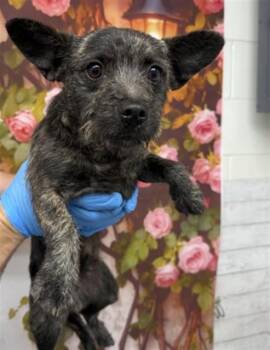 Terrier and Mixed Breed Dogs Available for Adoption in San Bernardino, California - STUART | PetCurious