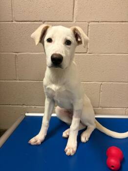 Carter -  Labrador Retriever Dog Available for Adoption in Midland, Texas - Carter | PetCurious