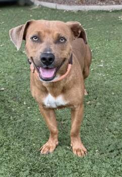 Cha Cha -  Terrier Dog for Adoption in Red Bluff, California - Cha Cha | PetCurious