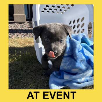 Shepherd Dogs Available for Adoption in Peyton, Colorado - Bali (MR26-358) | PetCurious