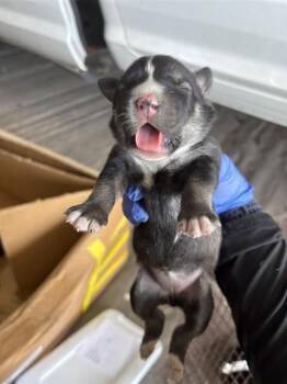 A660814 -  Labrador Retriever and Siberian Husky Dog for Adoption in Houston, Texas - A660814 | PetCurious