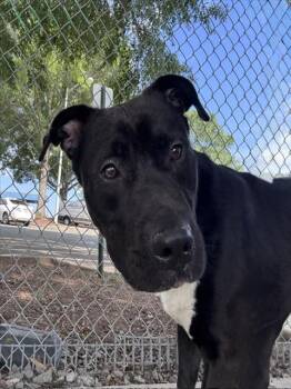 DENNIS -  Pit Bull Terrier Dog for Adoption in Charlotte, North Carolina - DENNIS | PetCurious