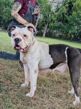 Prune -  Pit Bull Terrier Dog for Adoption in Chicago, Illinois - Prune | PetCurious