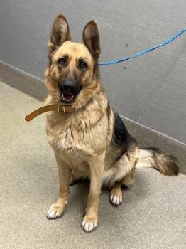 German Shepherd Dog Dogs Available for Adoption in Las Vegas, Nevada - LOLA | PetCurious