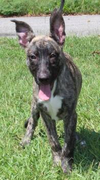 Roo 44342 -  Belgian Shepherd Malinois Dog for Adoption in Prattville, Alabama - Roo 44342 | PetCurious