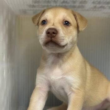 Mixed Breed Dogs Available for Adoption in Pauls Valley, Oklahoma - Garvin | PetCurious