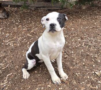 American Staffordshire Terrier Dogs Available for Adoption in North Valley, New Mexico - Sweet Lil Sister Pepper ~ DARLING Pup ! | PetCurious