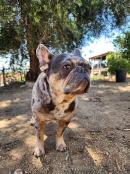 French Bulldog Dogs Available for Adoption in Santa Monica, California - Milo | PetCurious