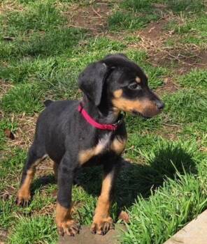 Doberman Pinscher Dogs Available for Adoption - Mileva | PetCurious
