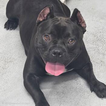 Dumpling -  Pit Bull Terrier Dog for Adoption in Marina Del Rey, California - Dumpling | PetCurious