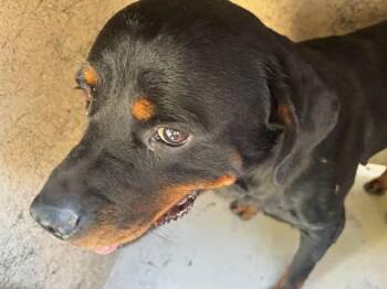 A480838 -  Rottweiler Dog for Adoption in Oklahoma City, Oklahoma - A480838 | PetCurious