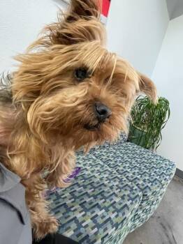 Yorkshire Terrier Dogs Available for Adoption - Dahlia | PetCurious