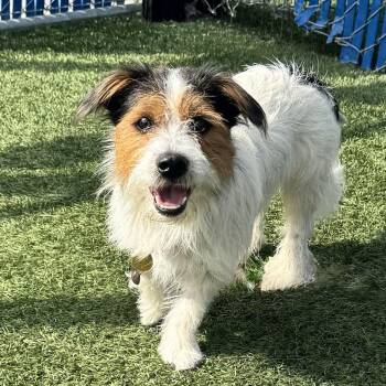 Sherlock -  Terrier and Mixed Breed Dog for Adoption in Hawthorne, California - Sherlock | PetCurious