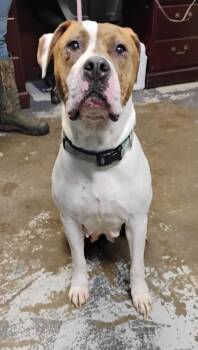 Princess #125 -  Pit Bull Terrier Dog for Adoption in New Lexington, Ohio - Princess #125 | PetCurious