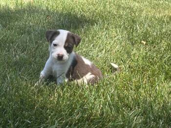 Demi -  Labrador Retriever Dog for Adoption in Berlin, New Jersey - Demi | PetCurious