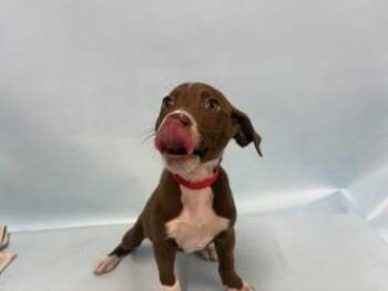 Oak -  Labrador Retriever and Fox Terrier Dog for Adoption in Woodbury, Minnesota - Oak | PetCurious