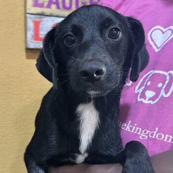 Lavender - Local October 9-11 -  Labrador Retriever Dog for Adoption in Brookshire, Texas - Lavender - Local October 9-11 | PetCurious