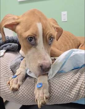 Mixed Breed Dogs Available for Adoption in New York, New York - Haven | PetCurious