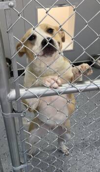 Pit Bull Terrier Dogs Available for Adoption - Heidi | PetCurious