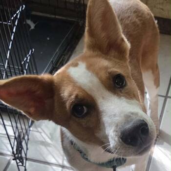 Candle -  Mixed Breed Dog for Adoption in Buffalo, Minnesota - Candle | PetCurious