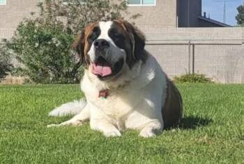 Saint Bernard Dogs Available for Adoption in Las Vegas, Nevada - Fiona | PetCurious