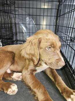 Brownie -  Labrador Retriever and Spaniel Dog for Adoption in Blairsville, Georgia - Brownie | PetCurious