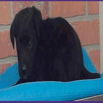 Quinones -  Labrador Retriever and Mixed Breed Dog for Adoption in Tacoma, Washington - Quinones | PetCurious