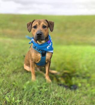 Jasper -  Hound Dog for Adoption in Jamestown, North Dakota - Jasper | PetCurious