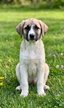 Great Pyrenees and Labrador Retriever Dogs Available for Adoption in North Prairie, Wisconsin - **LAURIE** | PetCurious