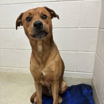 Walter -  Mixed Breed Dog for Adoption in Windsor, Virginia - Walter | PetCurious