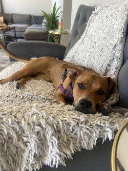 Rescue Black Mouth Cur Dogs for Adoption in Evergreen, Colorado - Dreamy | PetCurious