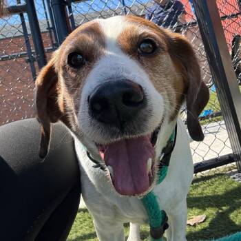 Aero -  Mixed Breed Dog for Adoption in Philadelphia, Pennsylvania - Aero | PetCurious