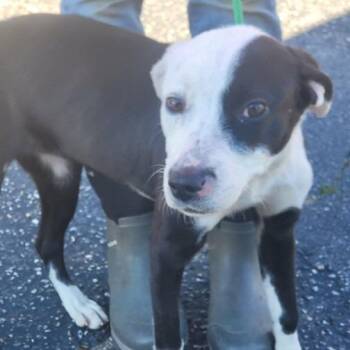 Terrier Dogs Available for Adoption - Annie | PetCurious