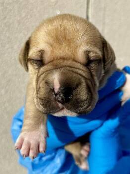 Mixed Breed Dogs Available for Adoption - Mocha | PetCurious