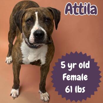 Staffordshire Bull Terrier Dogs Available for Adoption in Sorrento, Louisiana - Attila | PetCurious