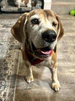 Rescue Beagle Dogs for Adoption in Vadnais Heights, Minnesota - Regal | PetCurious