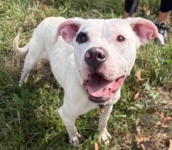 Lilo -  Mixed Breed Dog for Adoption in Mckeesport, Pennsylvania - Lilo | PetCurious