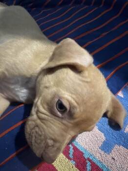 Mixed Breed Dogs Available for Adoption - Ty | PetCurious