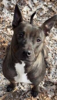 Hachiya -  Mixed Breed Dog for Adoption in Atlanta, Georgia - Hachiya | PetCurious