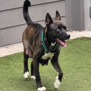 Husky Dogs Available for Adoption - Star | PetCurious