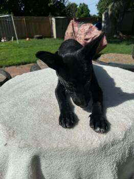 Kam -  Terrier and Chihuahua Dog for Adoption in North Freedom, Wisconsin - Kam | PetCurious
