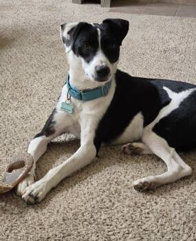 Rescue Border Collie Dogs for Adoption in Littleton, Colorado - Rover | PetCurious