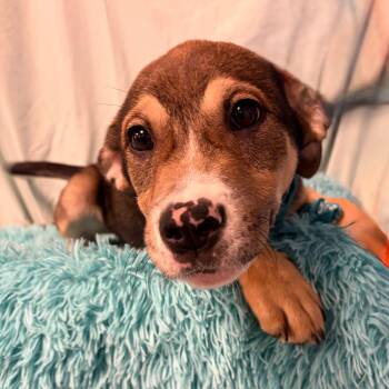 Mixed Breed Dogs Available for Adoption in Canal Winchester, Ohio - Ragweed | PetCurious