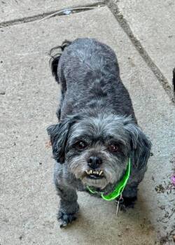 Buffy -  Shih Tzu Dog for Adoption in Buffalo, New York - Buffy | PetCurious