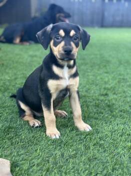 Rescue Mixed Breed Dogs for Adoption in Houston, Texas - Hazel | PetCurious