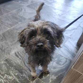 Maggie -  Havanese and Poodle Dog for Adoption in Clearwater, Florida - Maggie | PetCurious