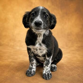 Trixie -  Border Collie Dog for Adoption in Heber Springs, Arkansas - Trixie | PetCurious