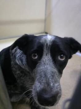 Zip -  Australian Cattle Dog Blue Heeler Dog for Adoption in Rawlins, Wyoming - Zip | PetCurious