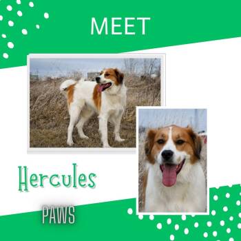 Saint Bernard Dogs Available for Adoption - Herkules | PetCurious