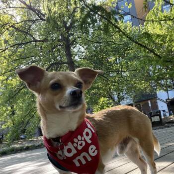 Tostito -  Chihuahua Dog for Adoption in Philadelphia, Pennsylvania - Tostito | PetCurious